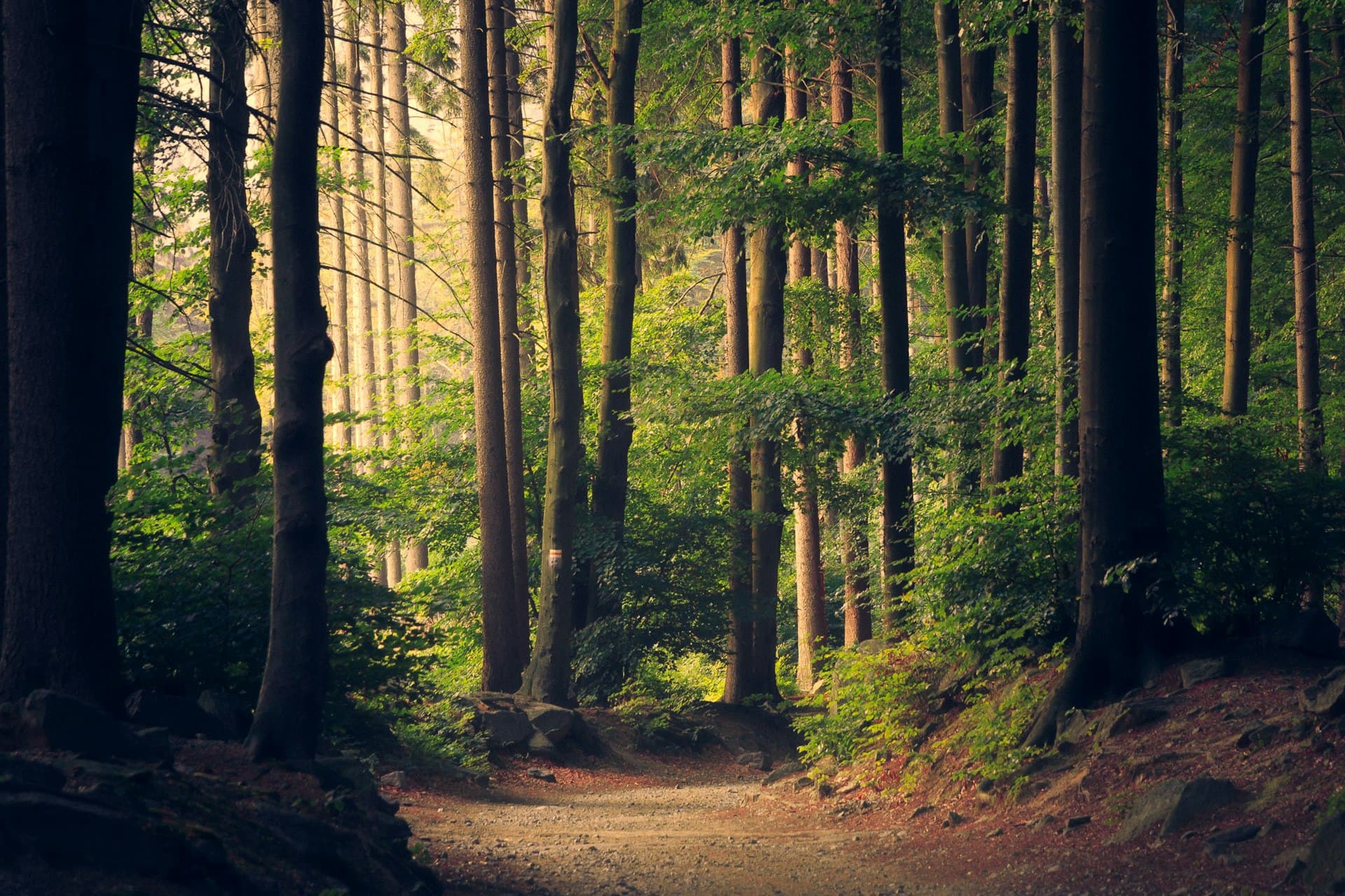 A sunlit footpath through a quiet forest